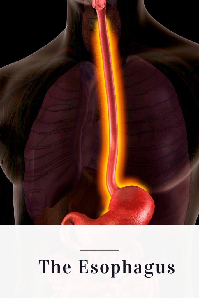 Picture of the esophagus