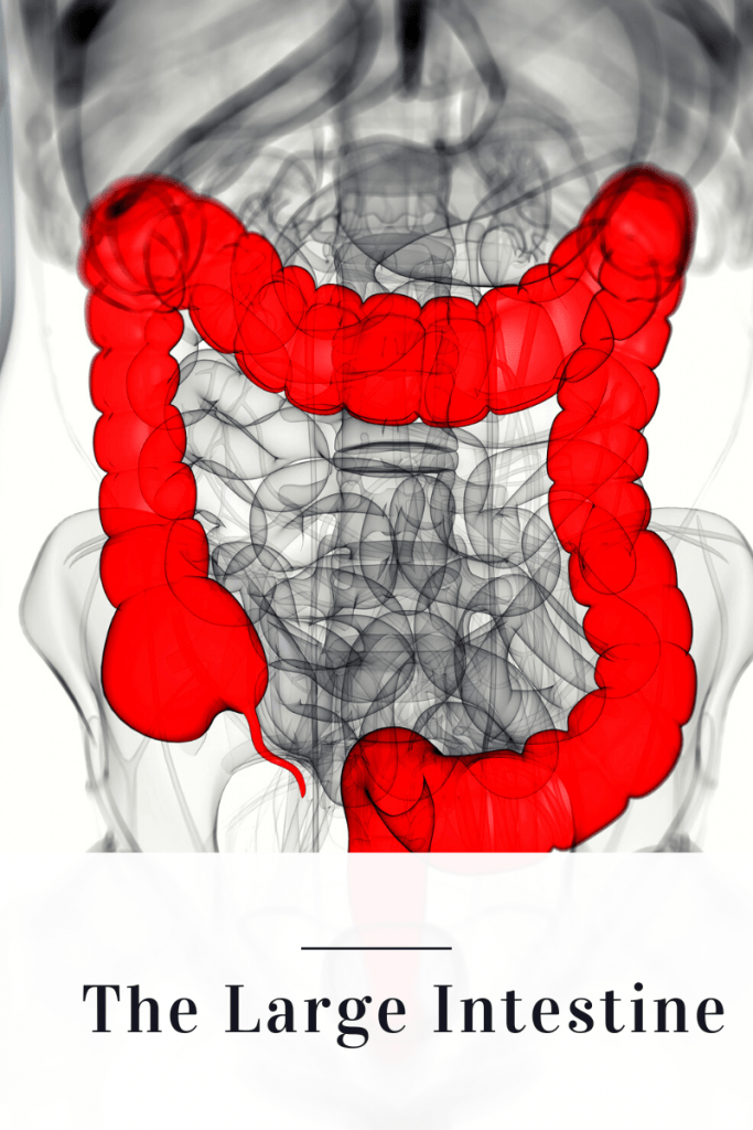 picture of the large intestine