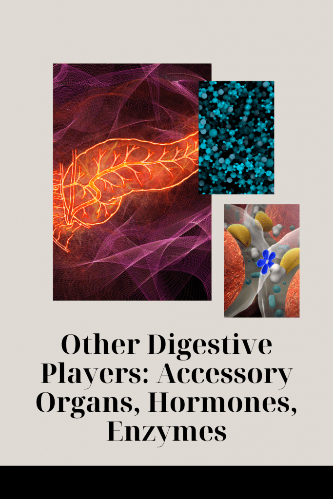 picture of digestive organs, hormones and enzymes