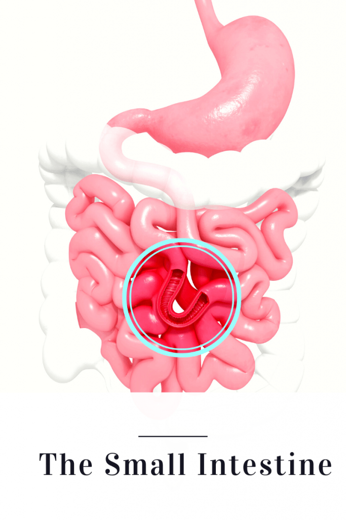 picture of small intestine